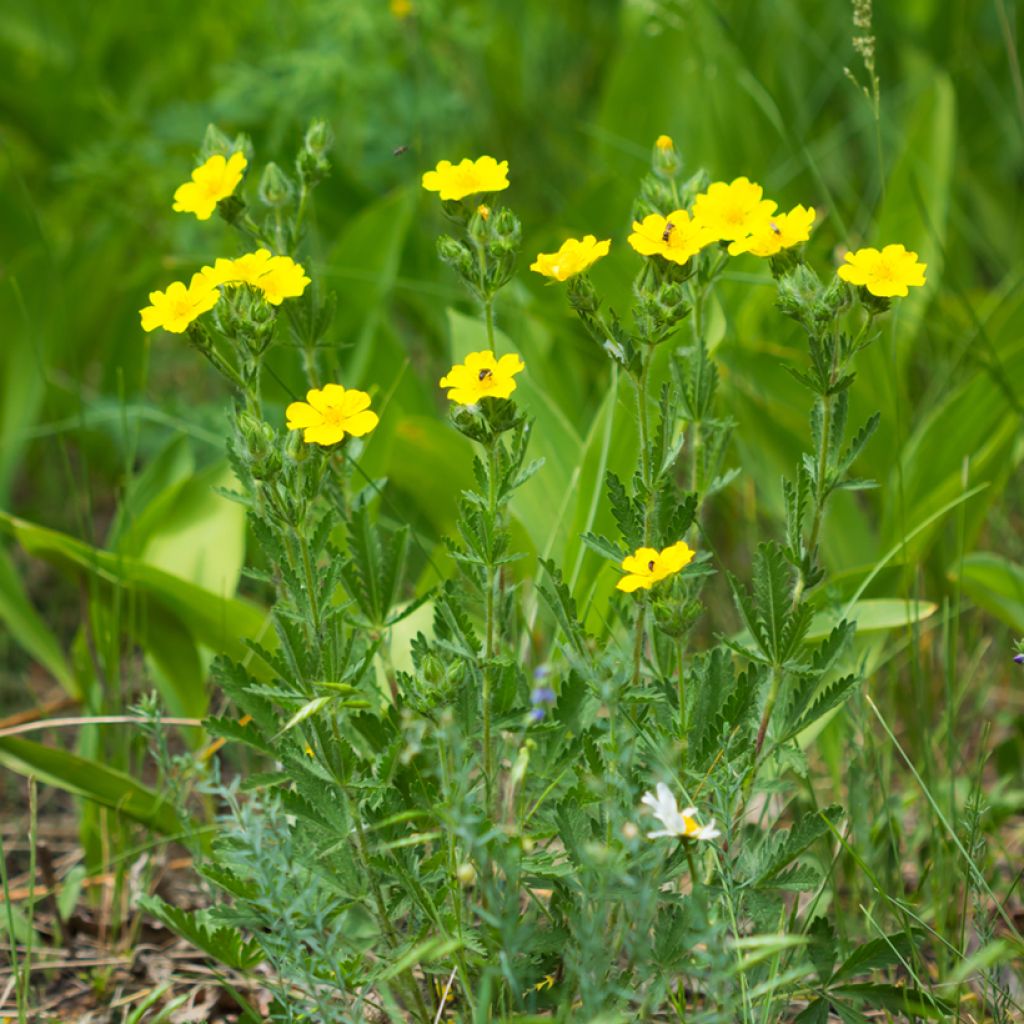 Potentilla recta Warrenii