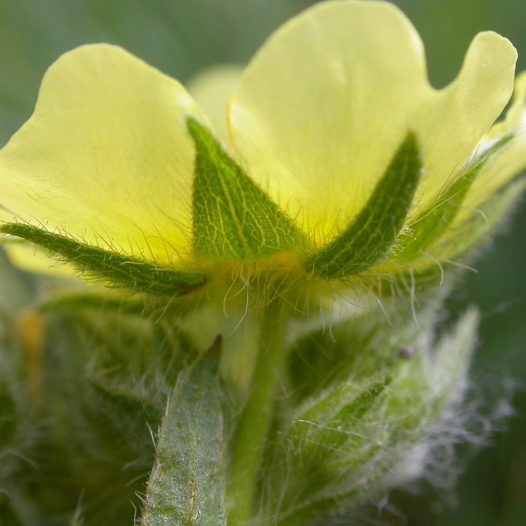 Potentilla recta Warrenii