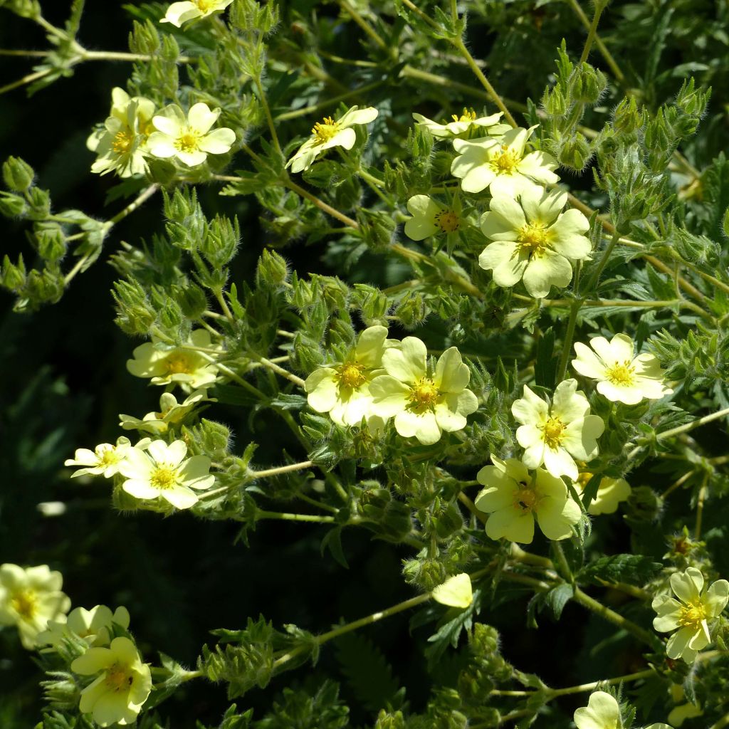 Potentilla recta var. sulphurea