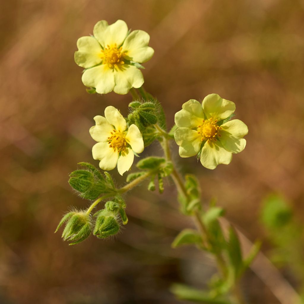 Potentilla recta var. sulphurea