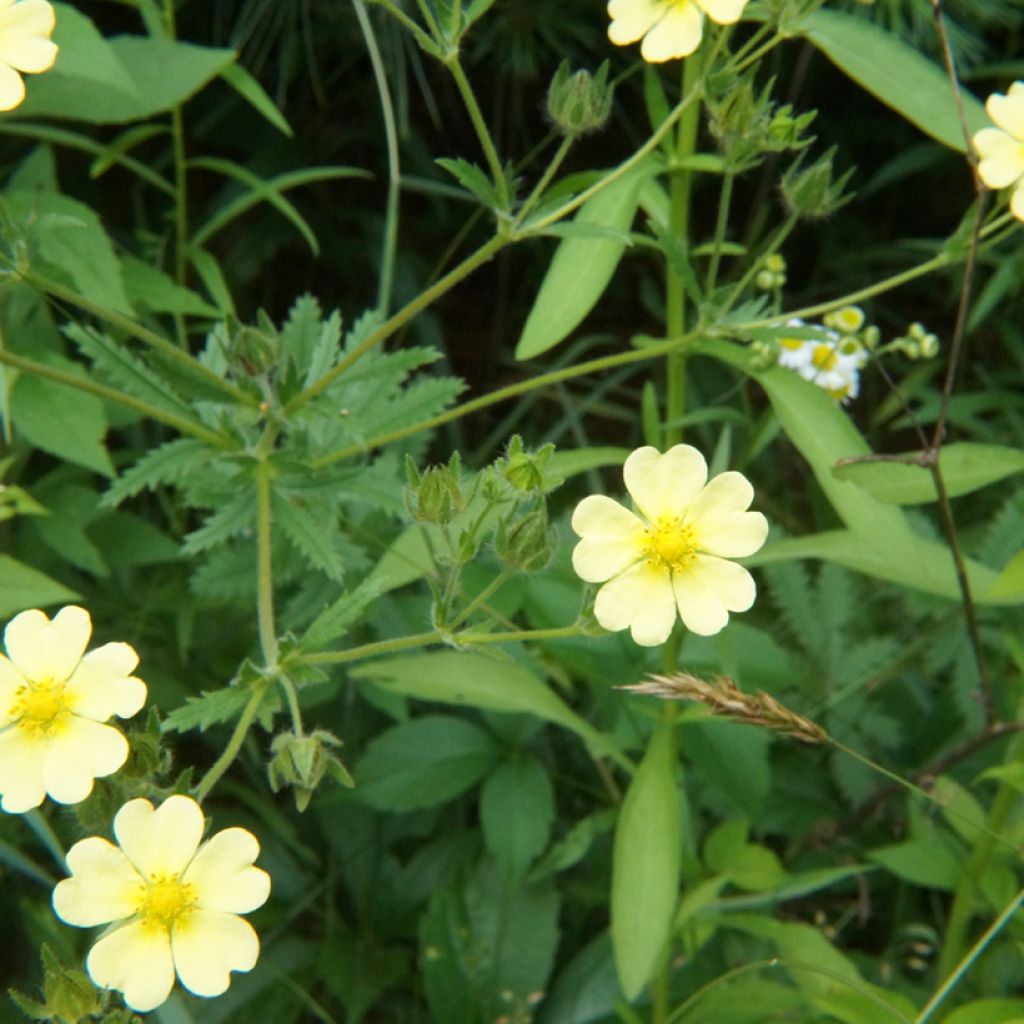 Potentilla recta var. sulphurea