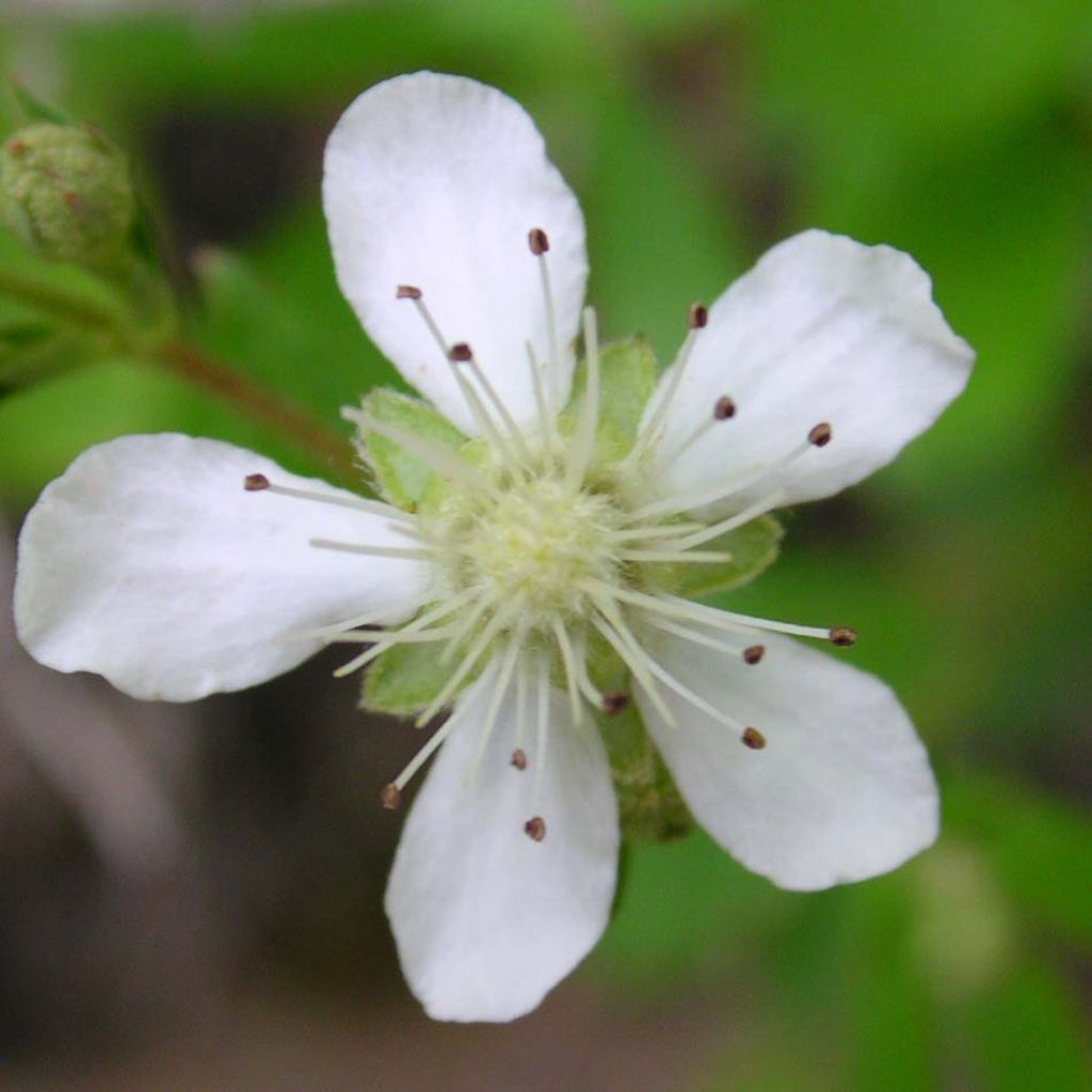 Potentilla tridentata Minima