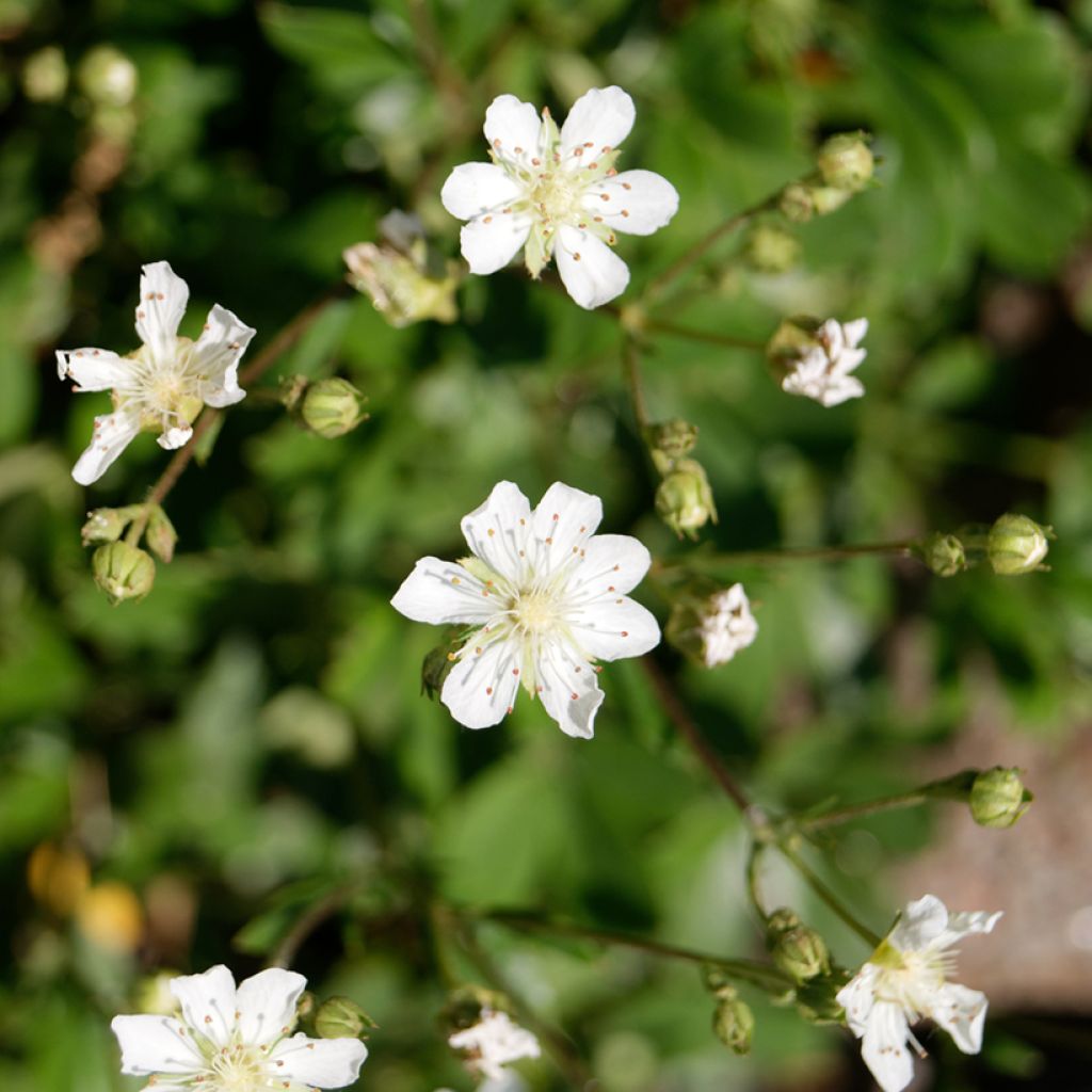 Potentilla tridentata Minima