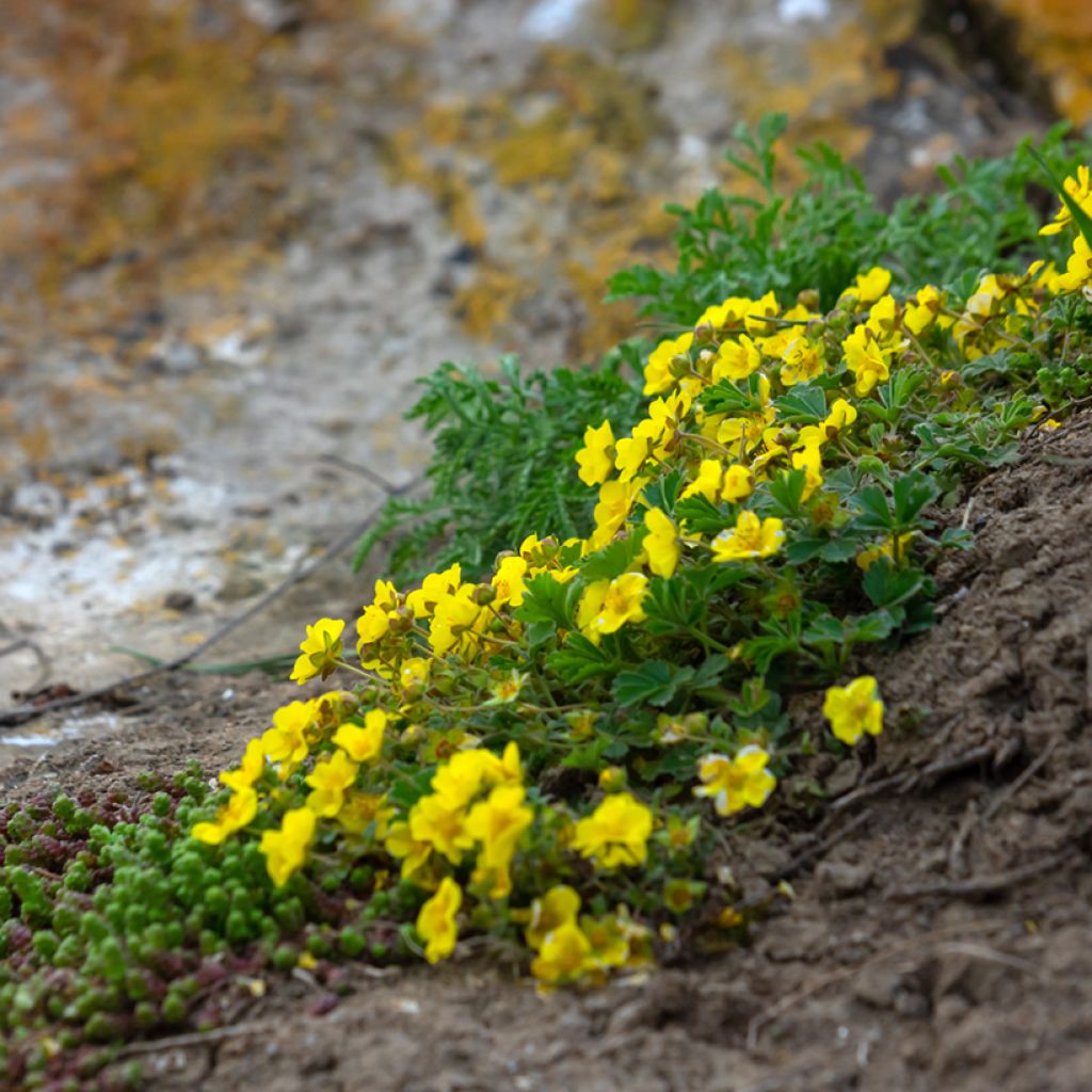 Potentilla verna