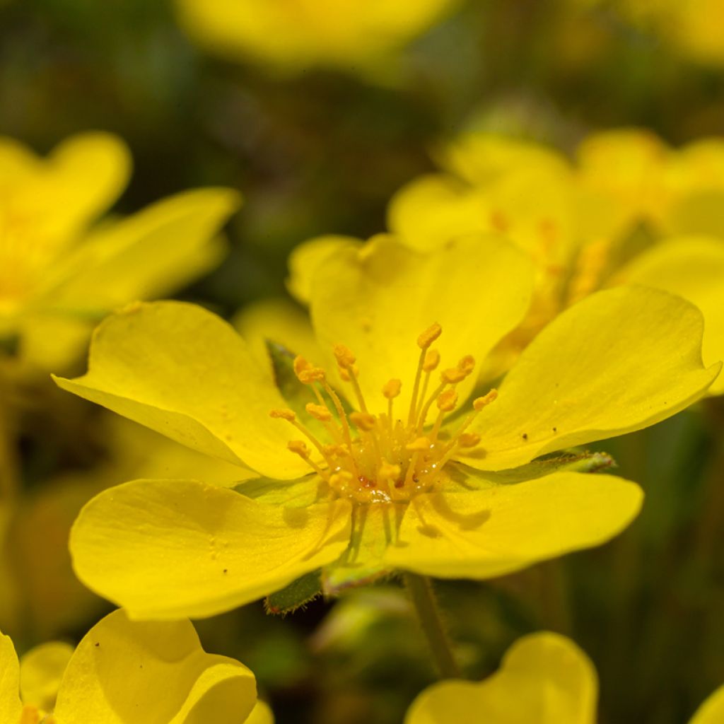 Potentilla verna