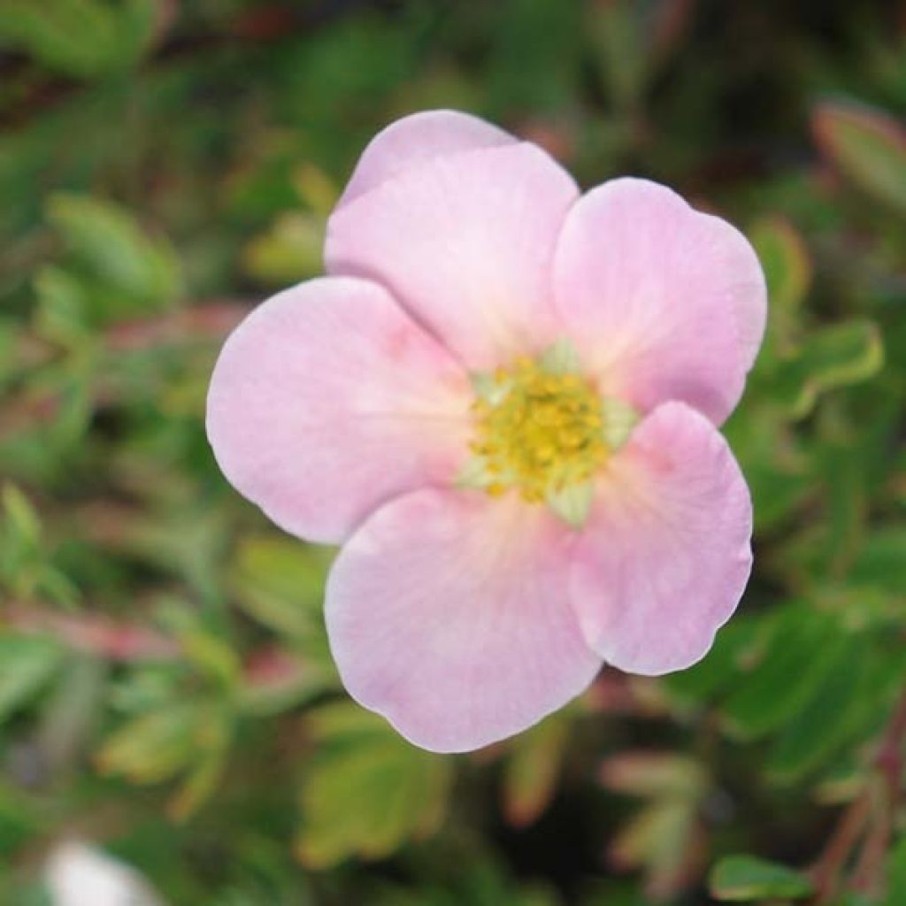 Potentilla fruticosa Princess Pink Queen