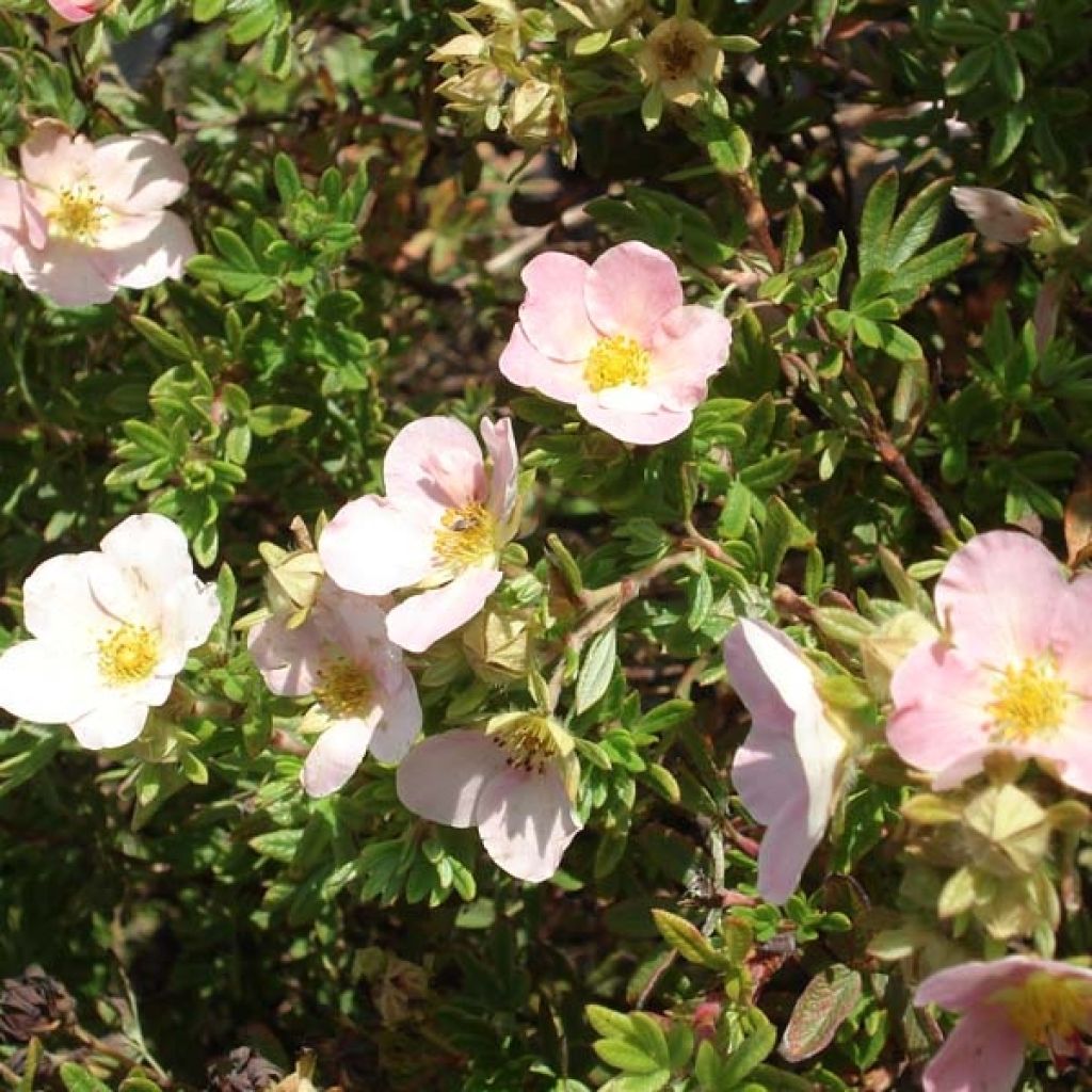 Potentilla fruticosa Princess Pink Queen