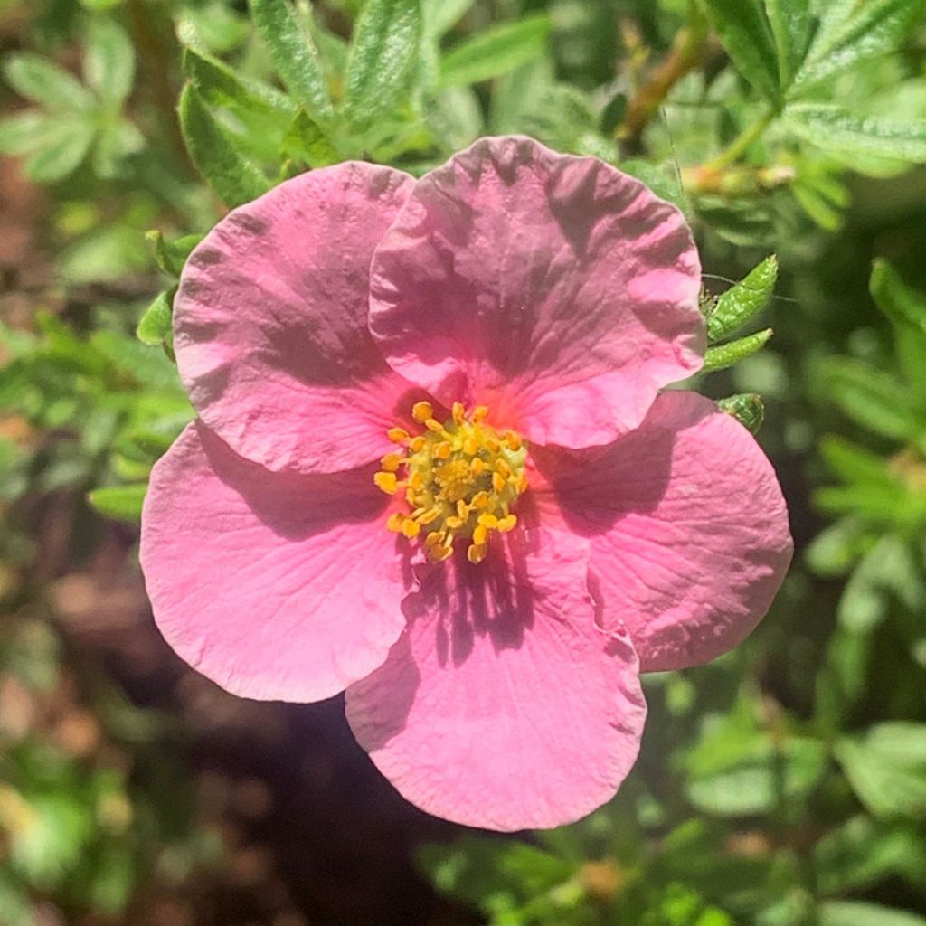 Potentilla fruticosa Bella Rosa