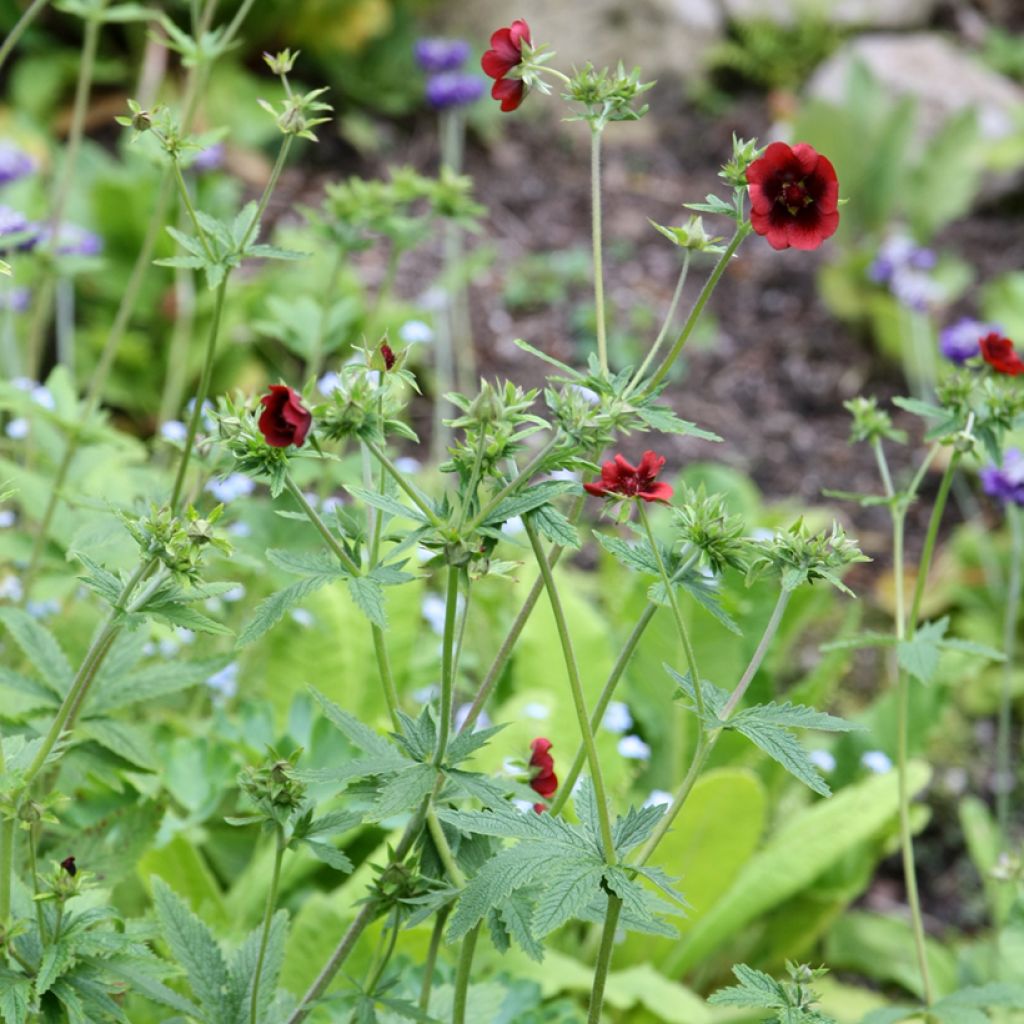 Potentilla atrosanguinea - Cinquefoglia