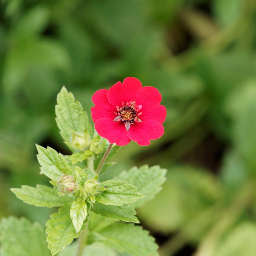 Potentilla Gibson's Scarlet