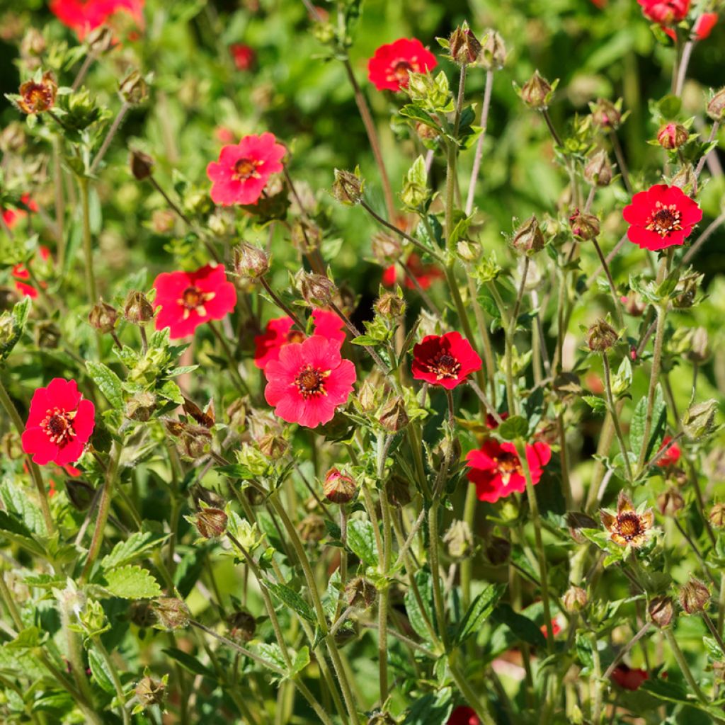 Potentilla Gibson's Scarlet