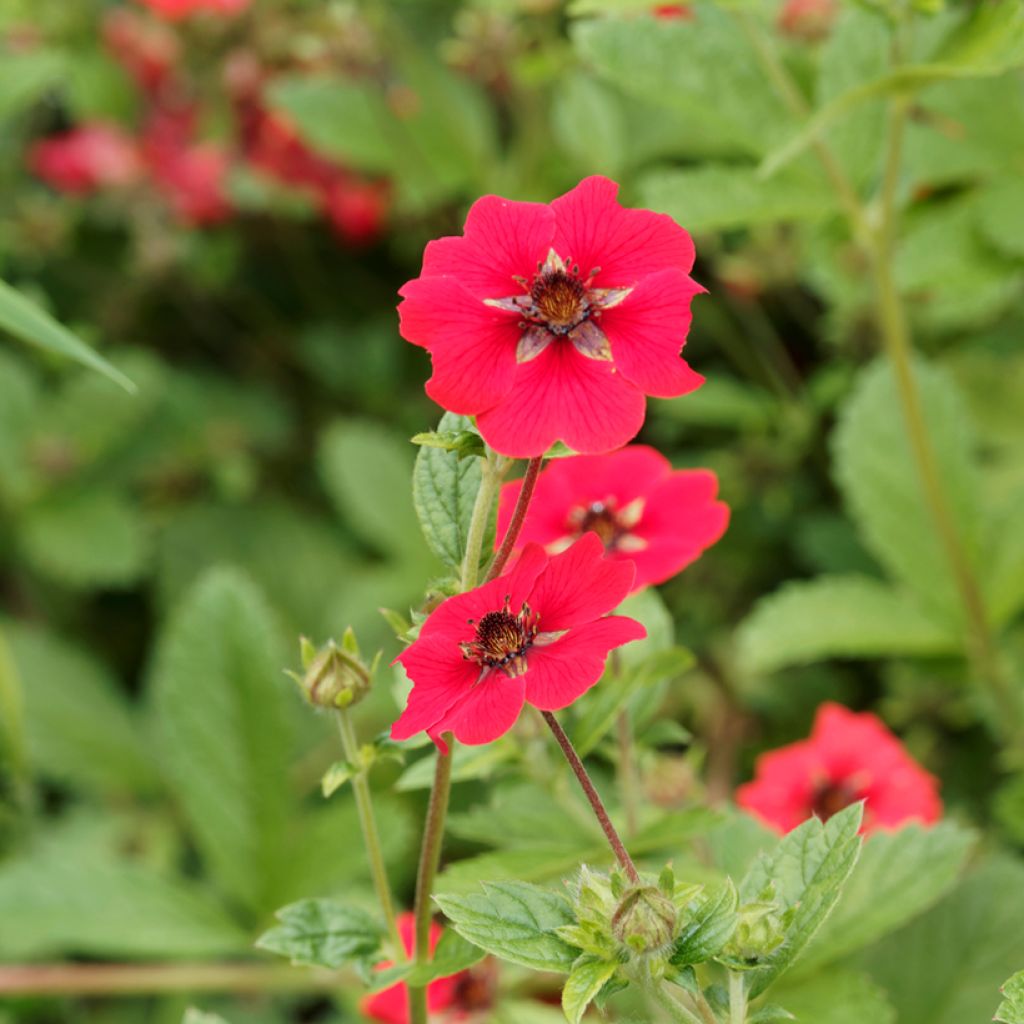 Potentilla Gibson's Scarlet