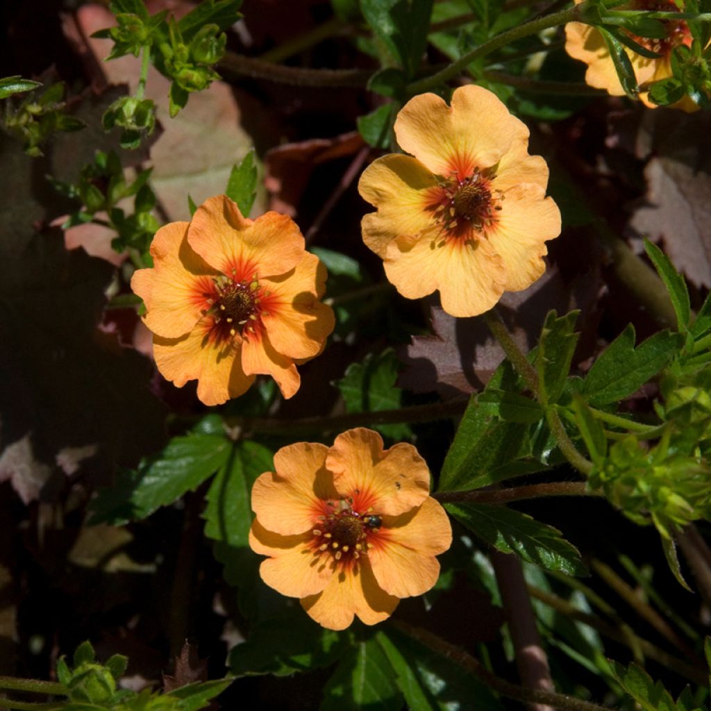 Potentilla tonguei