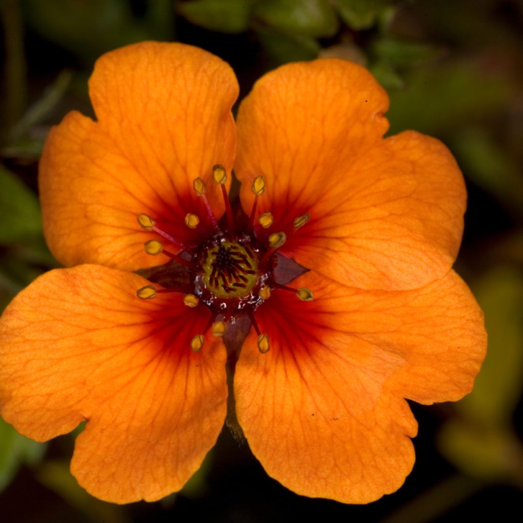 Potentilla tonguei