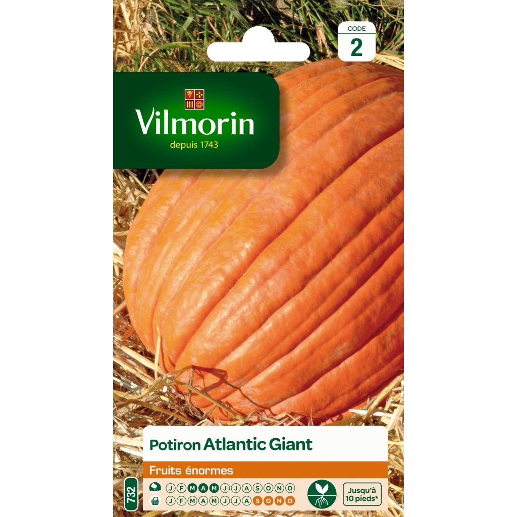 Zucca gigante Atlantic Giant - Vilmorin