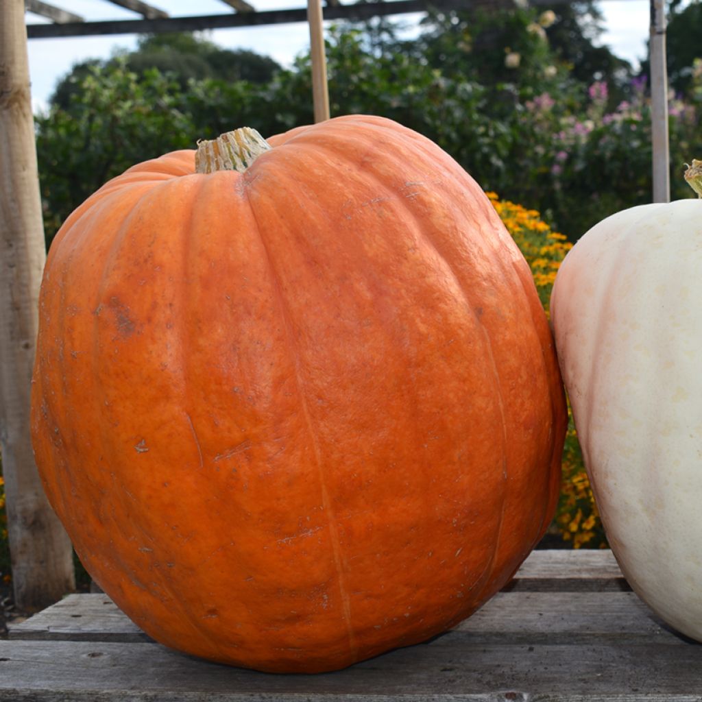 Zucca gigante Atlantic Giant - Vilmorin