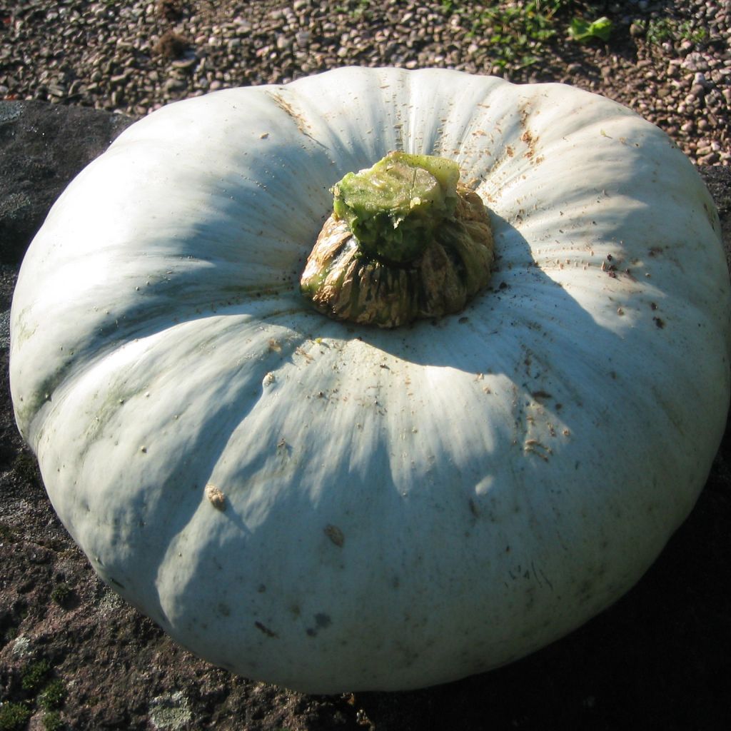 Potiron Bleu de Hongrie - Cucurbita maxima