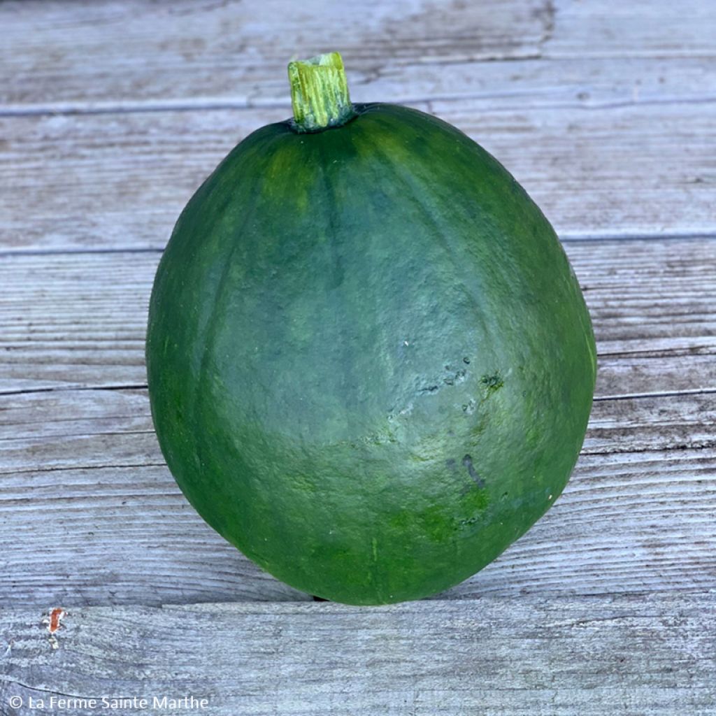 Zucca Courge du Pérou