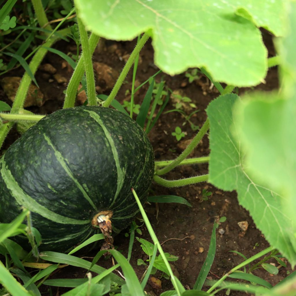 Zucca Doux Vert d'Hokkaido