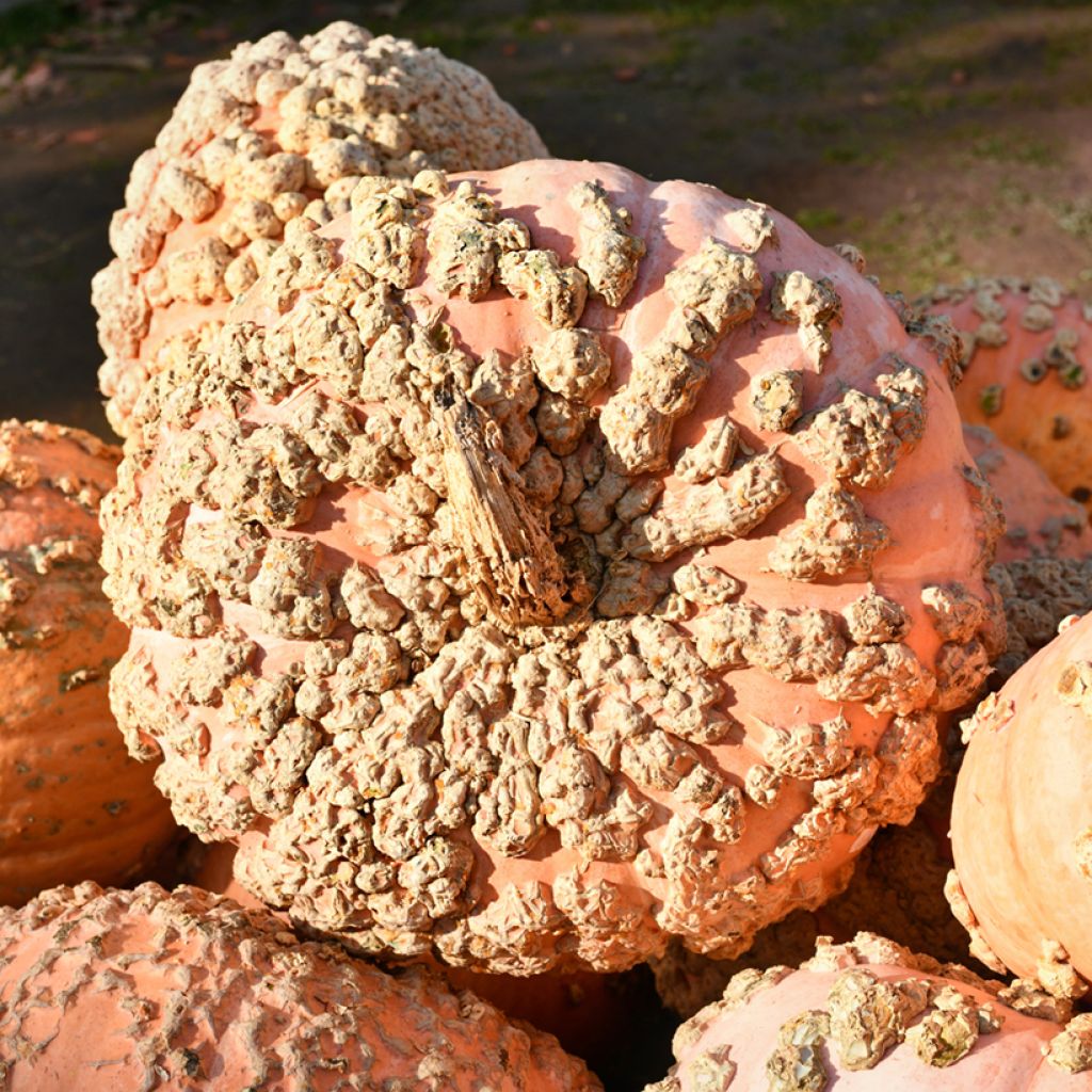 Zucca Galeuse d'Eysines