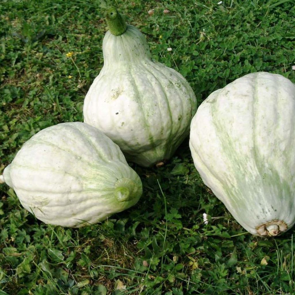 Potiron Hubbard Large Blue - Cucurbita maxima