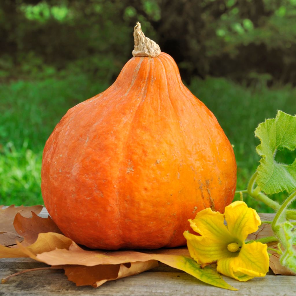 Zucca Hokkaido Bio - Ferme de Sainte Marthe