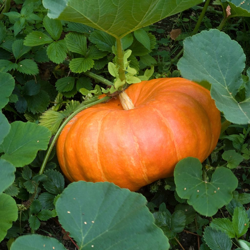 Zucca Rosso vivo di Etampes (Bio samen)