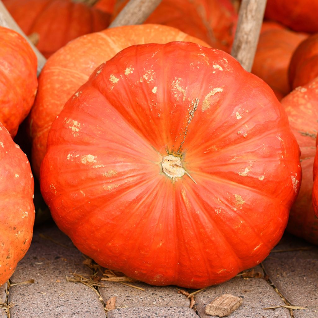 Zucca Rosso vivo di Etampes (Bio samen)