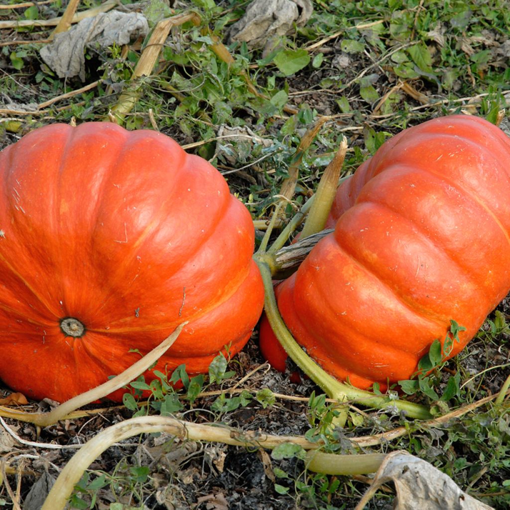 Zucca Rosso vivo di Etampes (Bio samen)