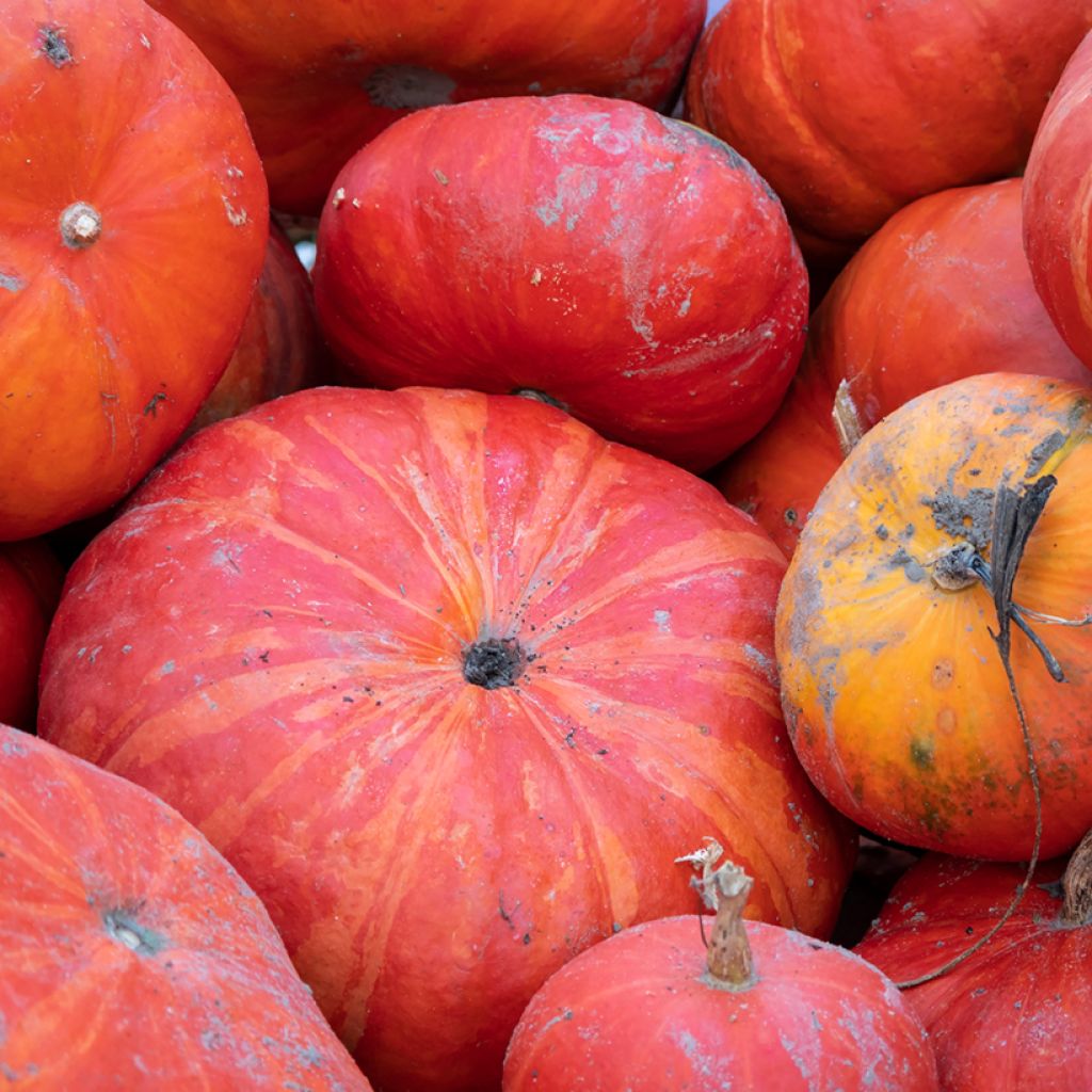 Zucca Rosso vivo di Etampes