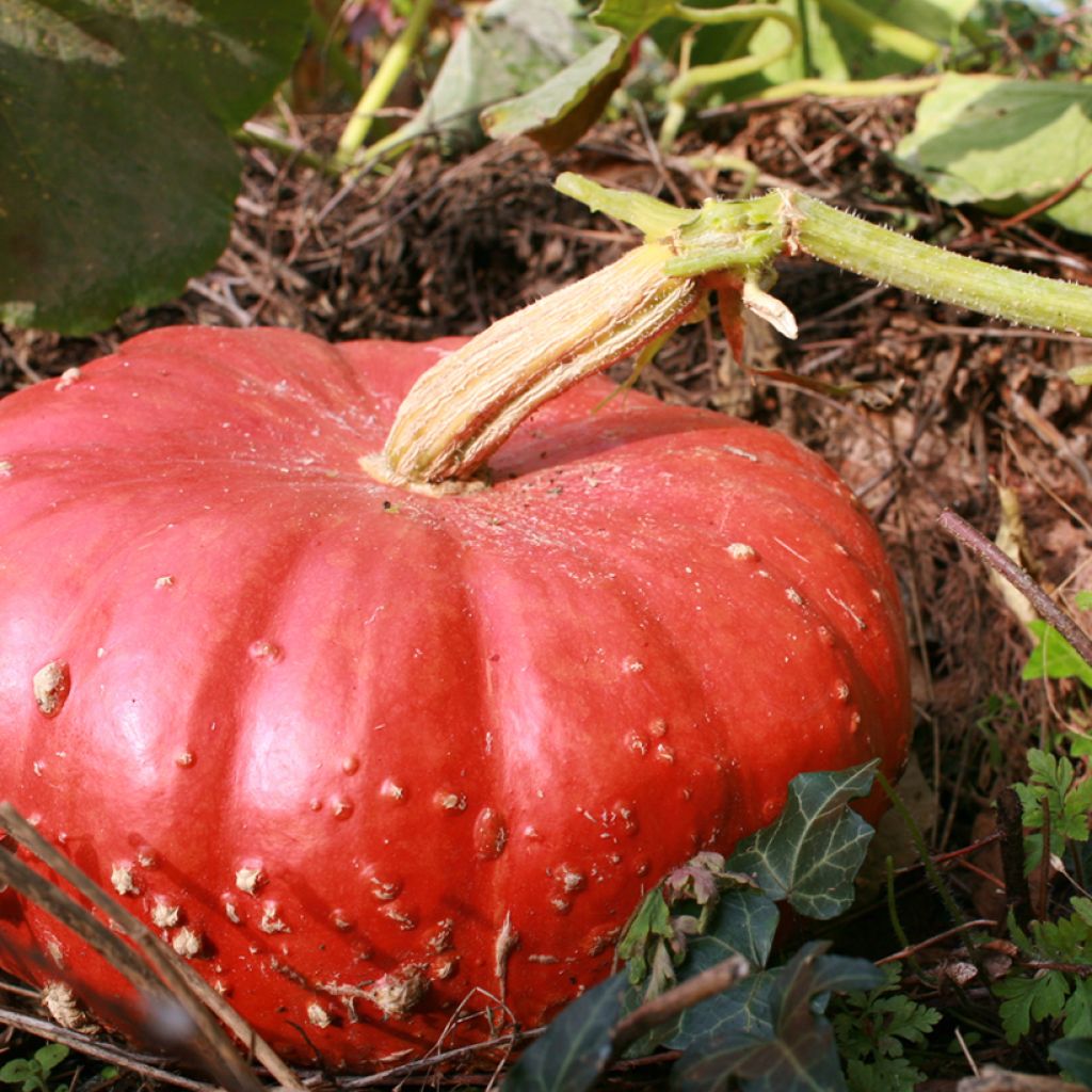 Zucca Rosso vivo di Etampes