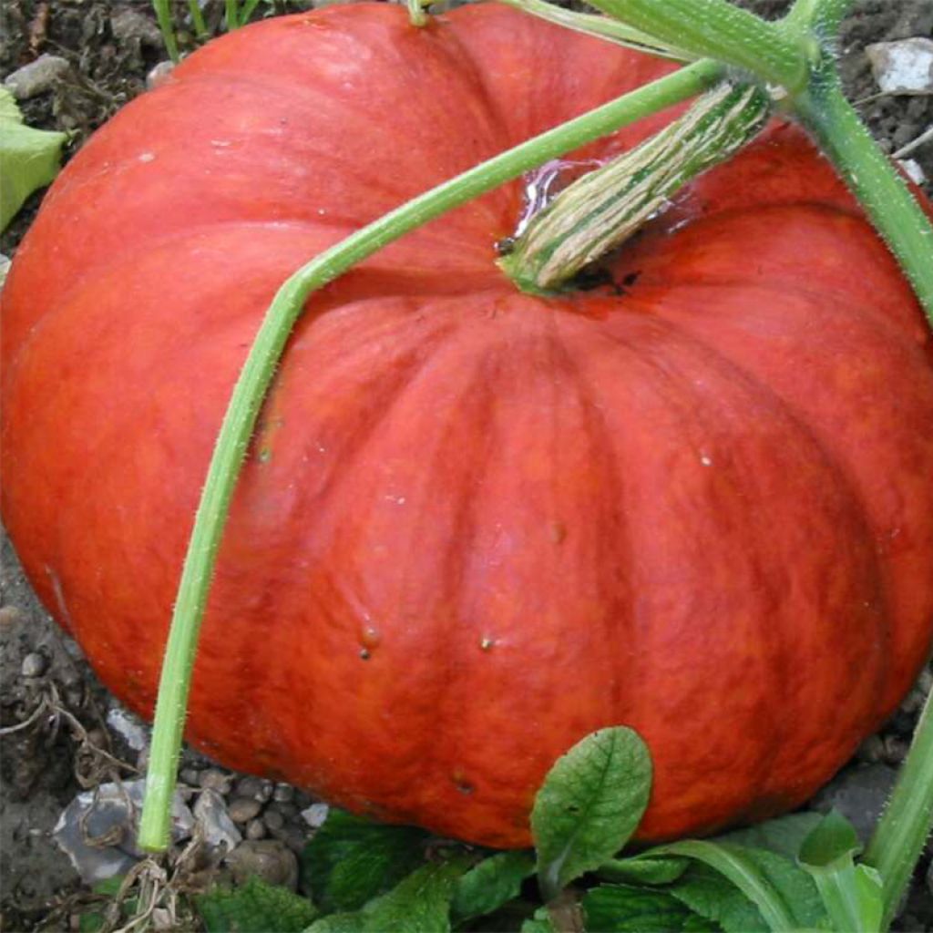 Zucca Rosso vivo di Etampes