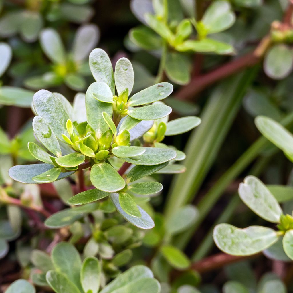 Pourpier vert ou commun - Portulaca oleracea