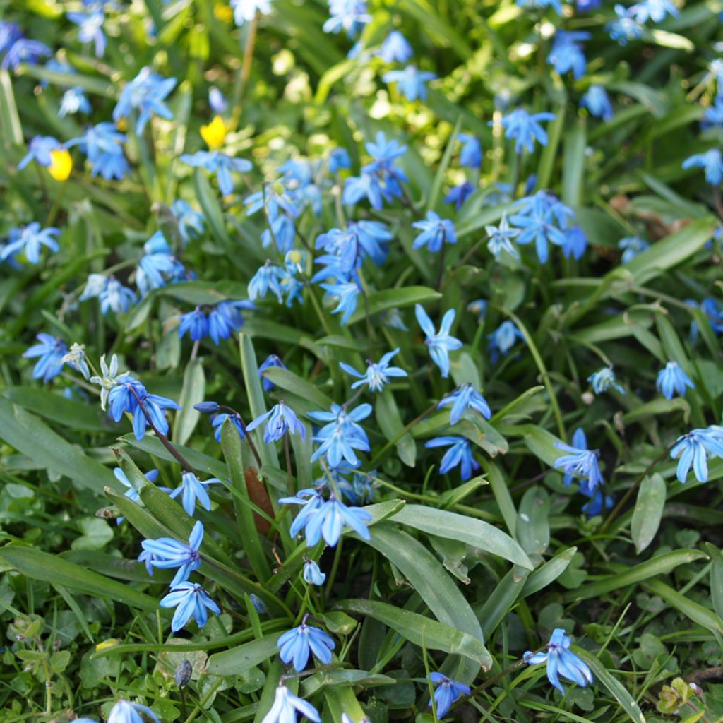 Pratia pedunculata County Park