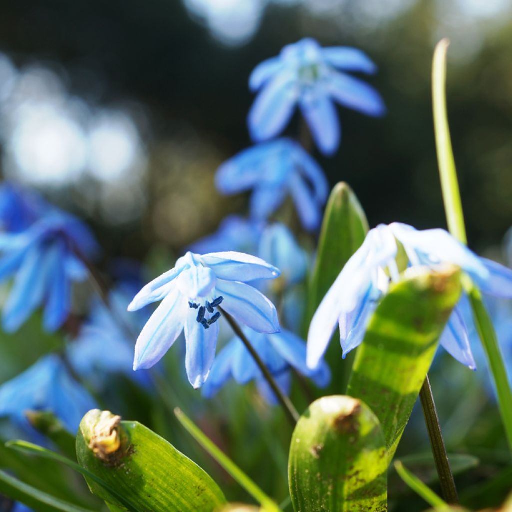 Pratia pedunculata County Park