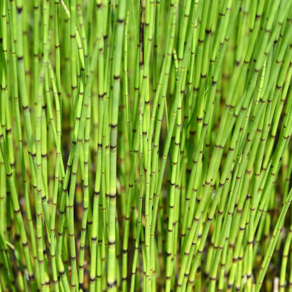 Prêle des rivières - Equisetum fluviatile