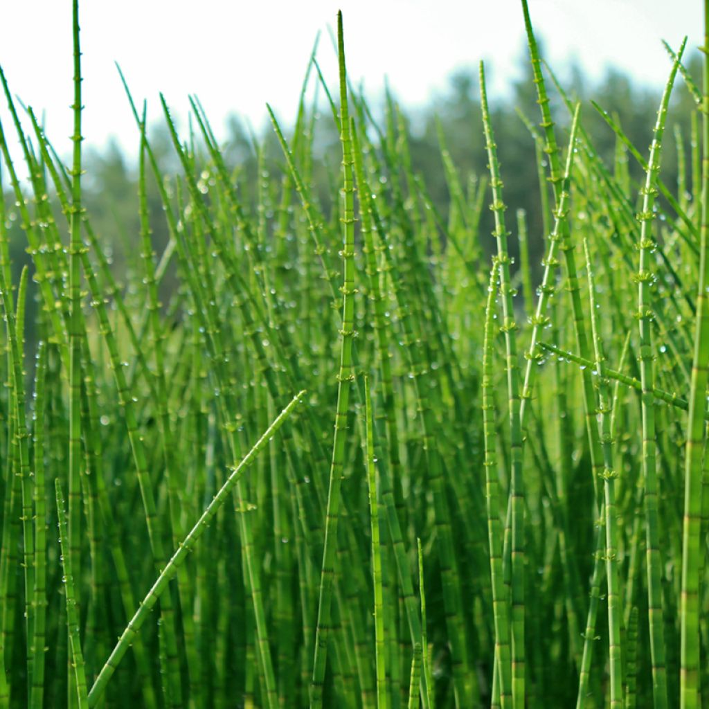 Equisetum scirpoides - Equiseto nano