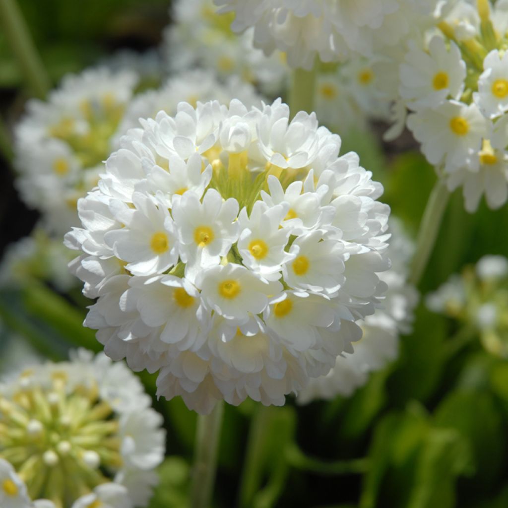 Primula denticulata Alba