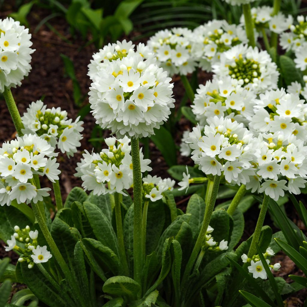 Primula denticulata Alba