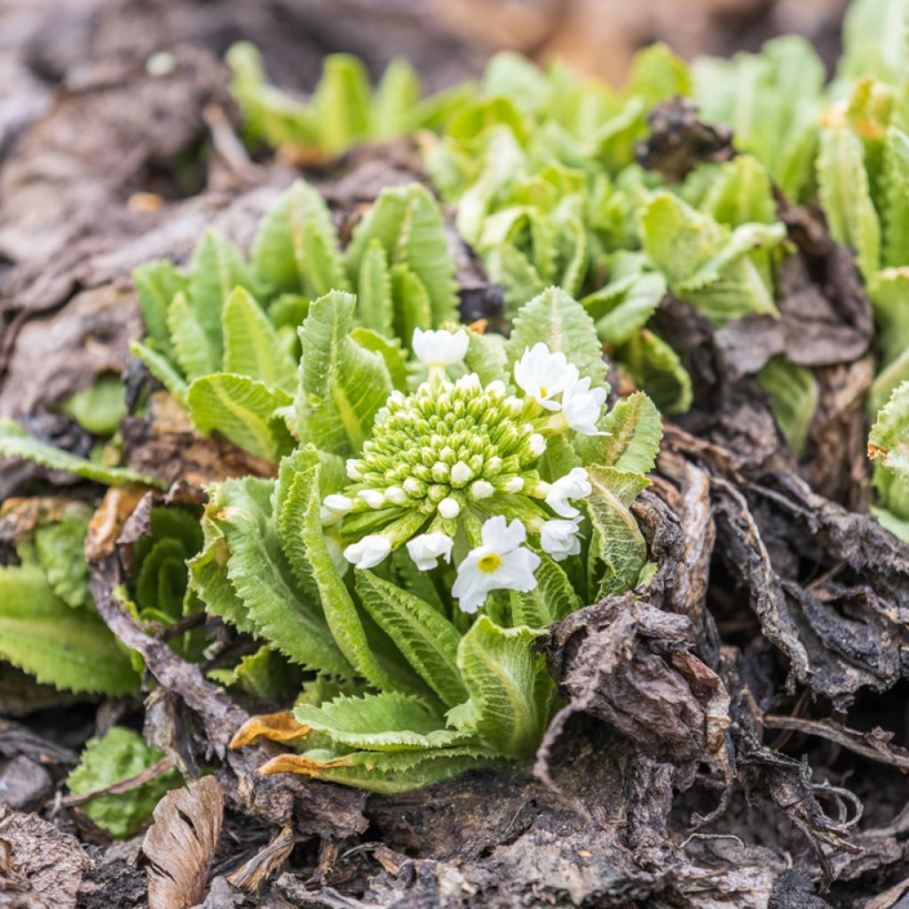 Primula denticulata Alba