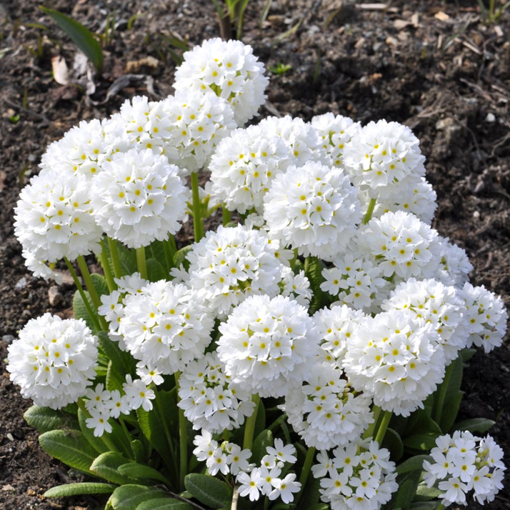 Primula denticulata Alba