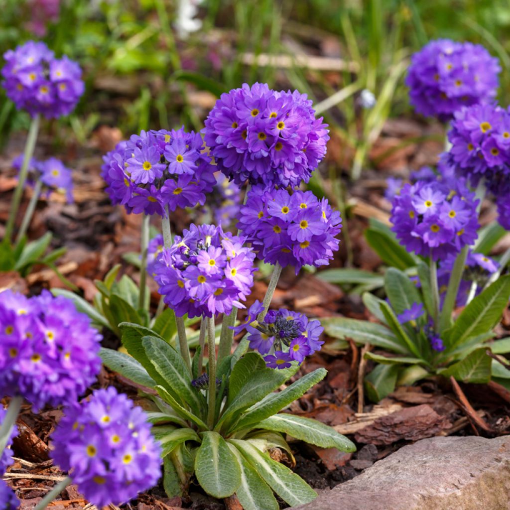 Primula denticulata Cashmeriana