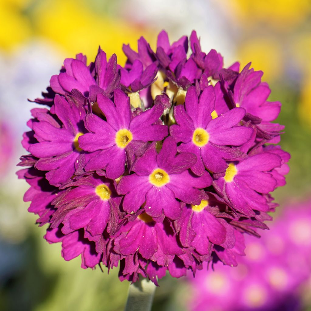 Primula denticulata Rubin