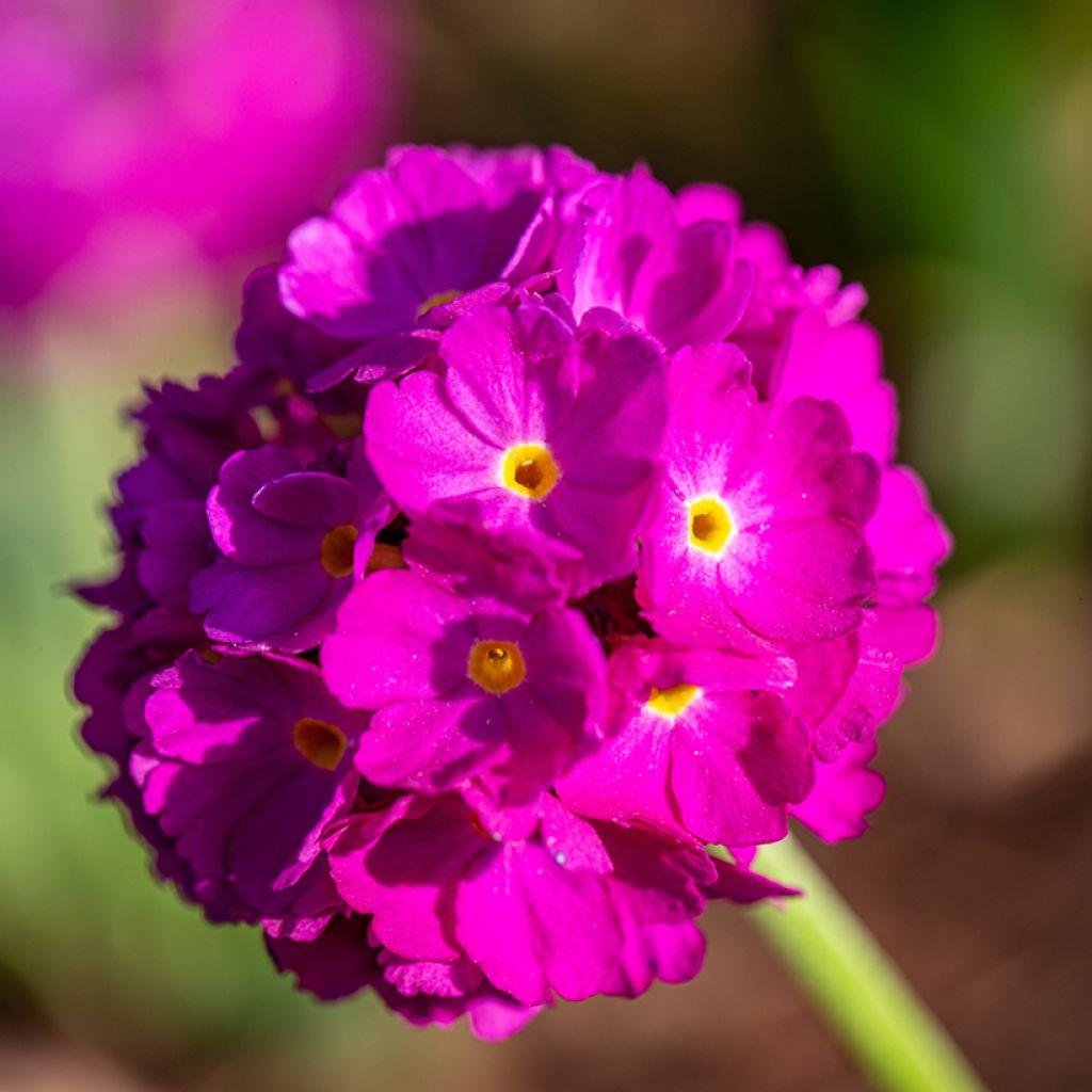 Primula denticulata Rubin