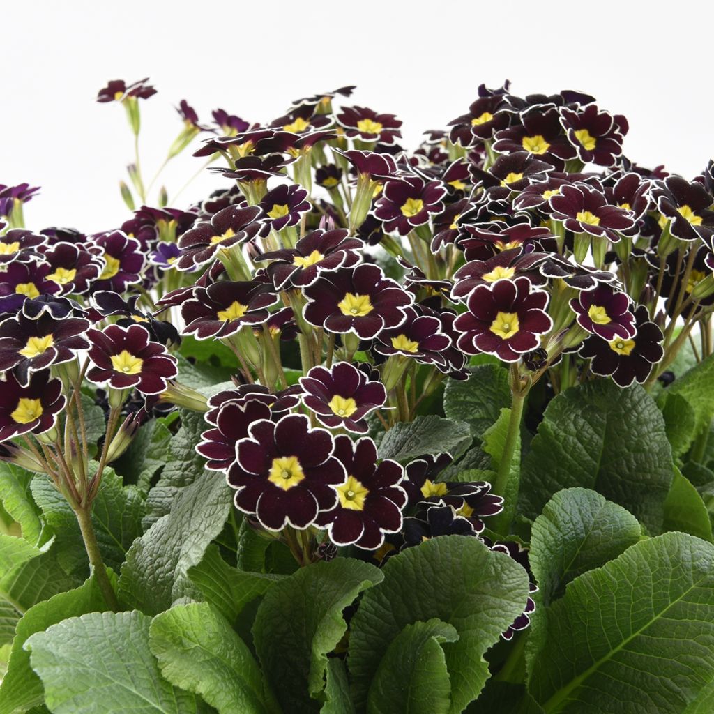 Primula eliator Black Laced - Primula maggiore