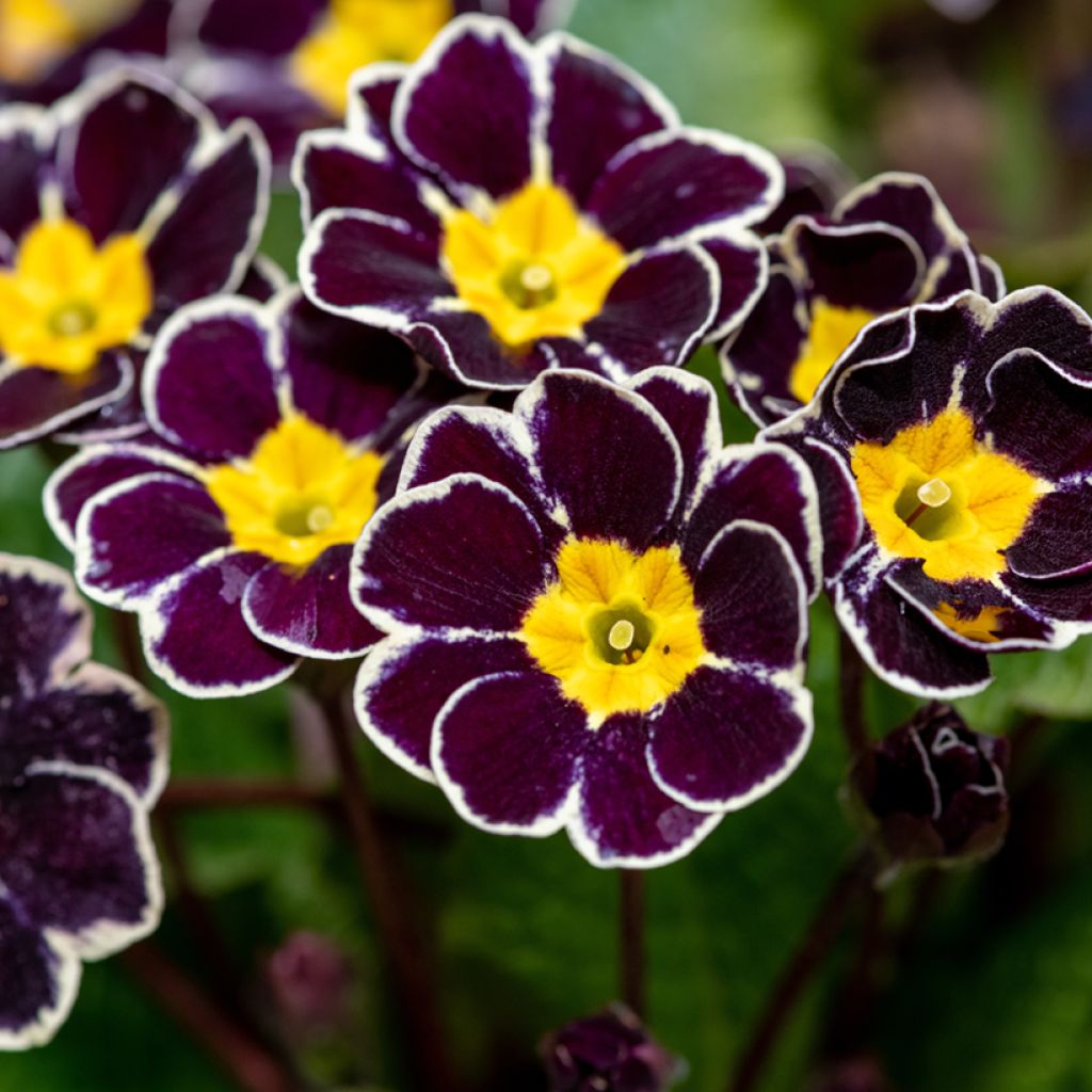 Primula eliator Black Laced - Primula maggiore