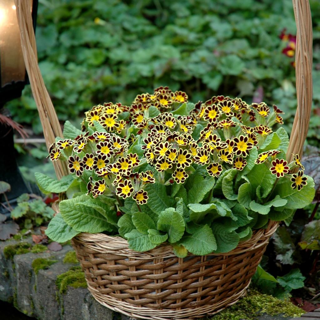 Primula eliator Mister Gold Laced - Primula maggiore