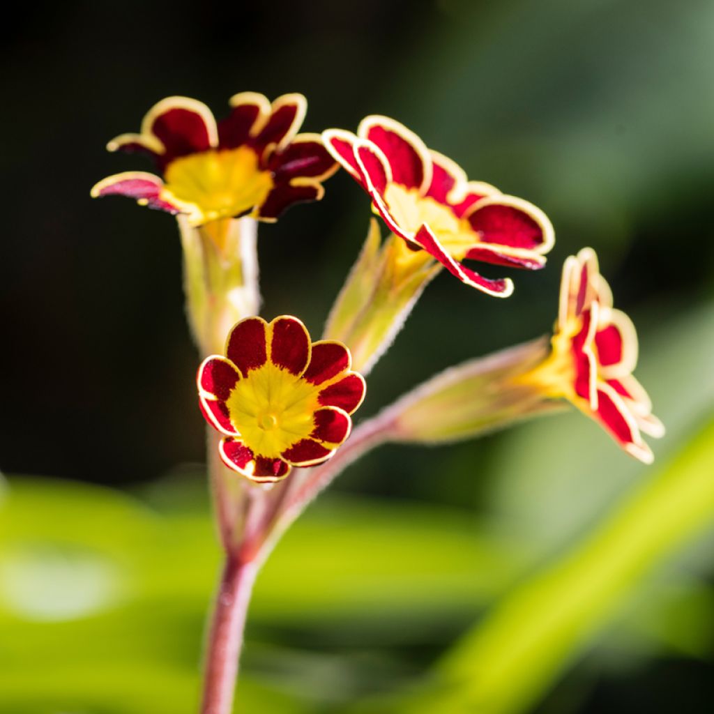 Primula eliator Mister Gold Laced - Primula maggiore