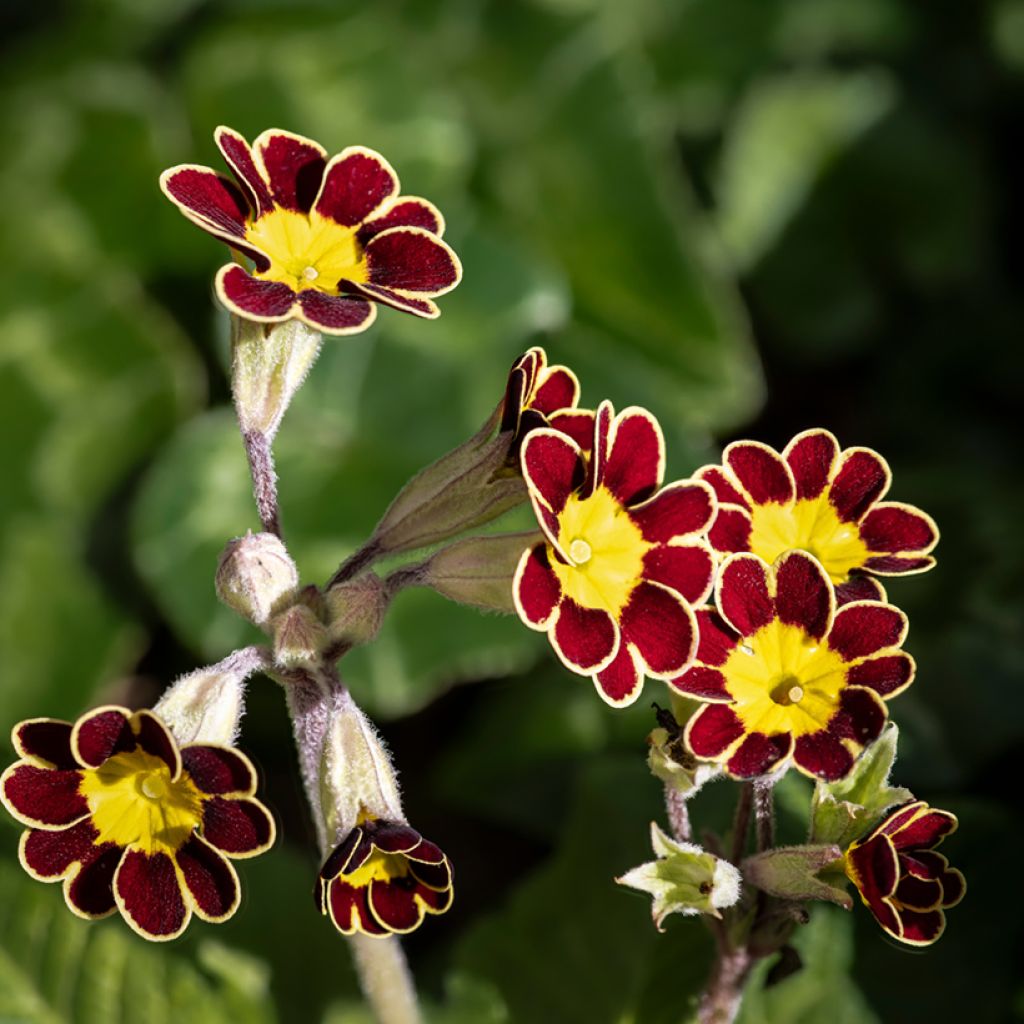 Primula eliator Mister Gold Laced - Primula maggiore