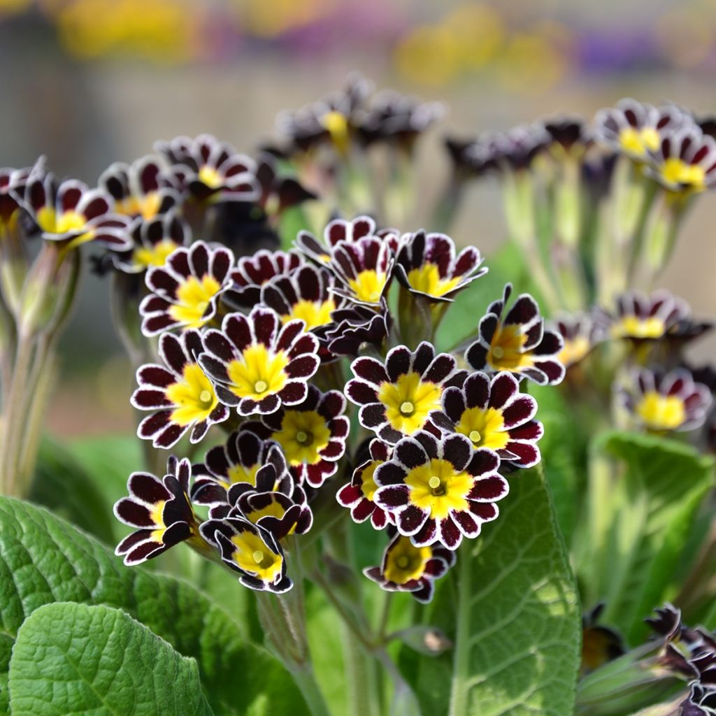 Primula eliator Mister Silver Laced - Primula maggiore